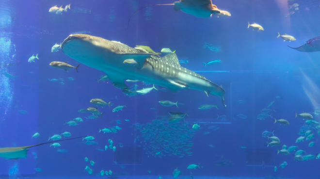 Whale shark at Charumi Aquarium in Okinawa