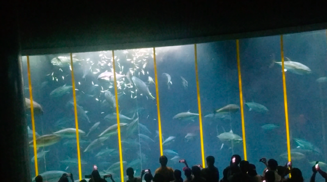 Tuna tank at Tokyo Sea Life Park